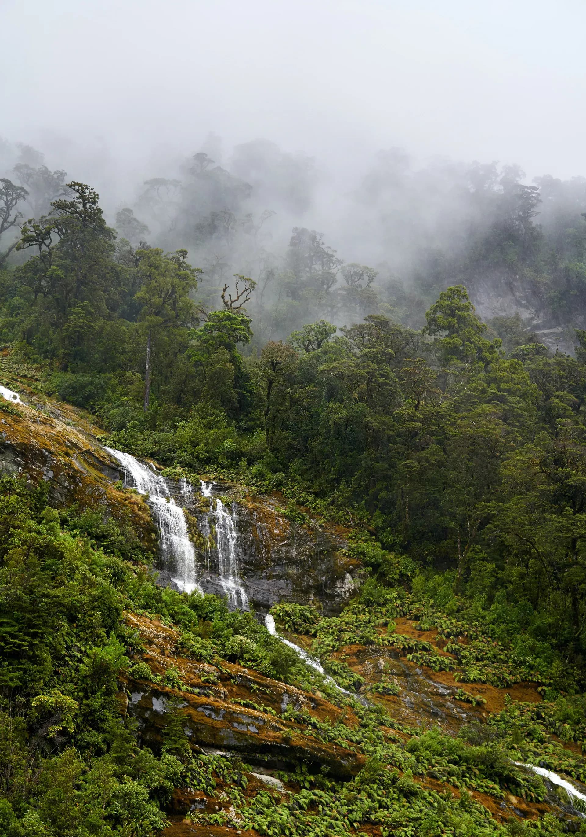 Fiordland, Wasserfall, Regenwald, Southland, Milford Sound, Neuseeland Camper
