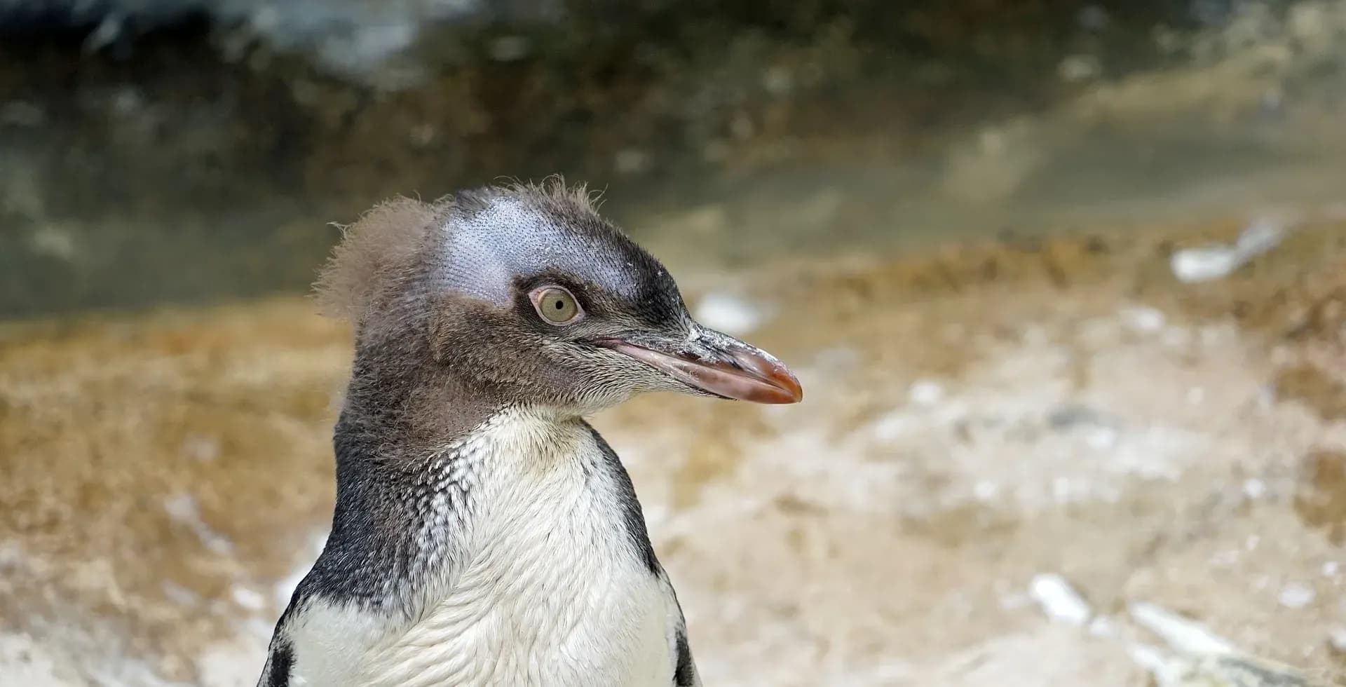 Gelbaugen-Pinguine, Pinguine, Porpoise Bay, Curio Bay, Catlins Neuseeland