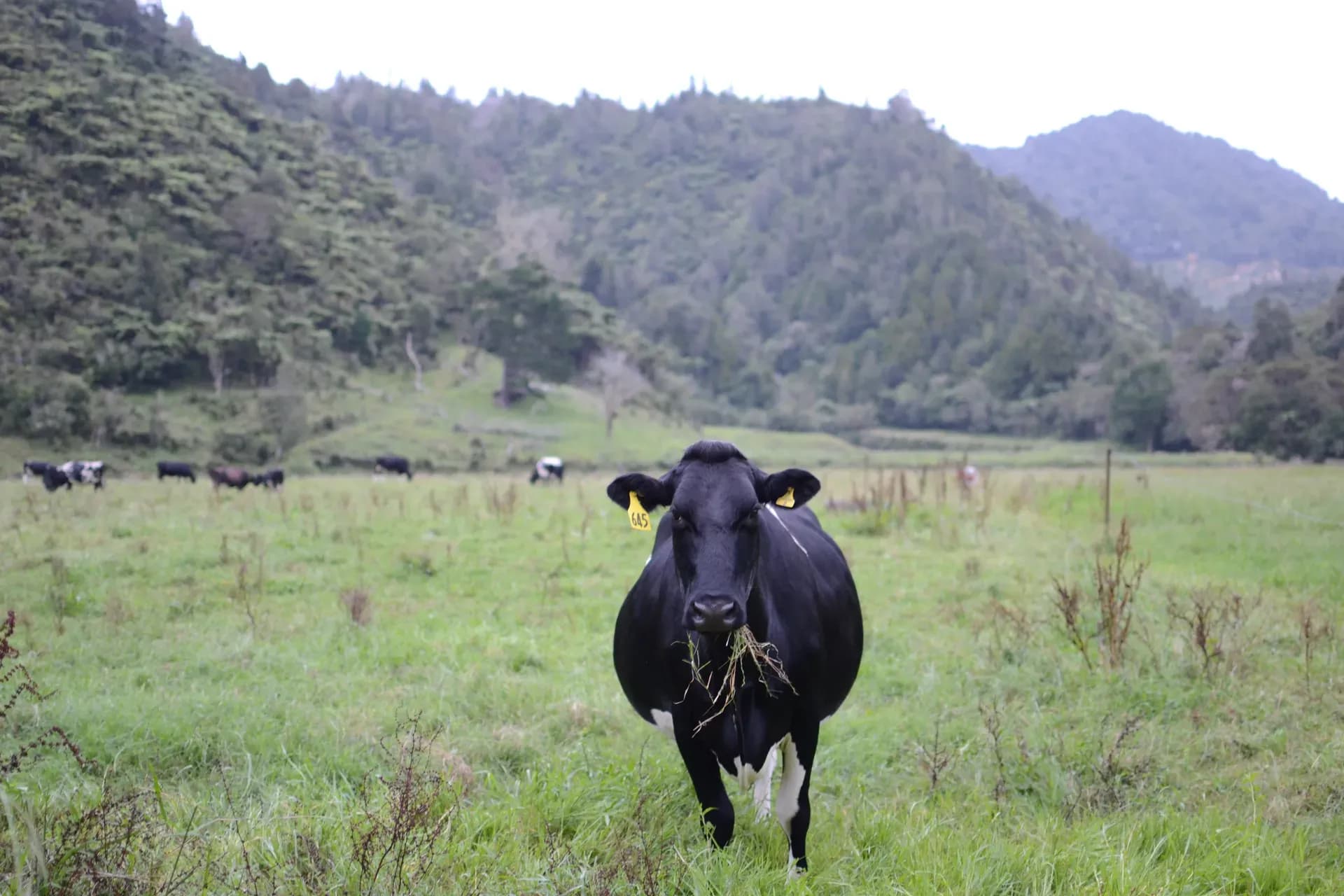 Opotiki Neuseeland, Neuseeland Natur, Grüne Hügel, Kuh