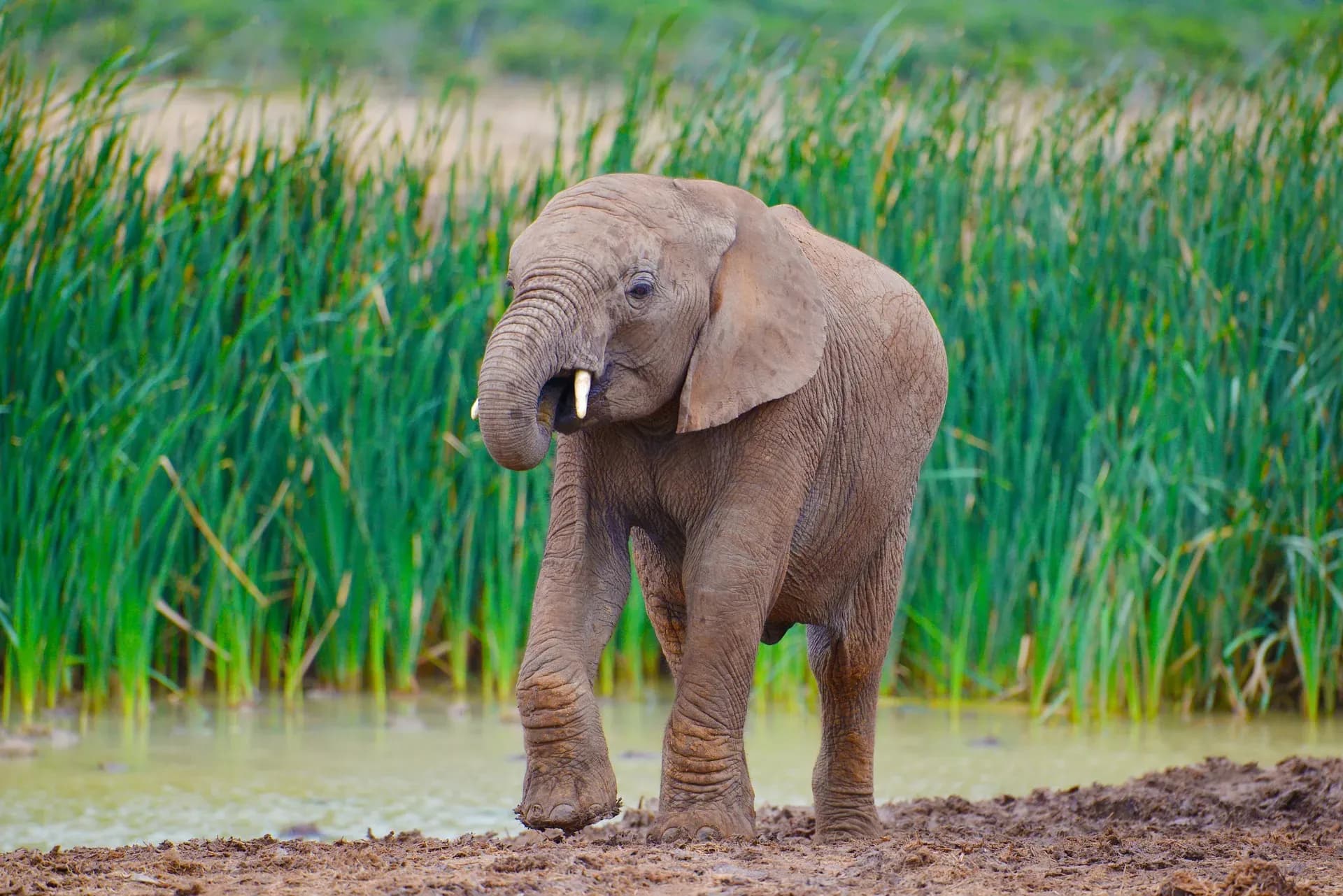 Der Addo Elephant Park liegt knapp 30 Autominuten östlich von Port Elizabeth