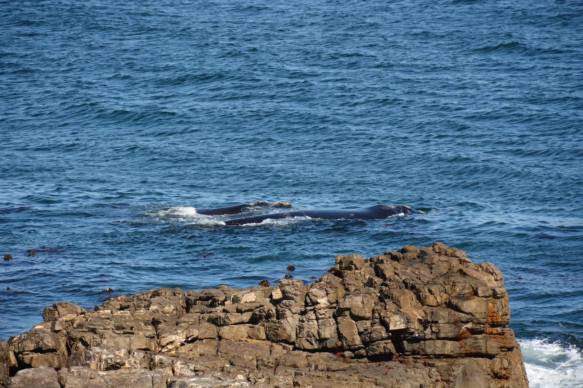 Wal, Whale Watching, Hermanus, Garden Route