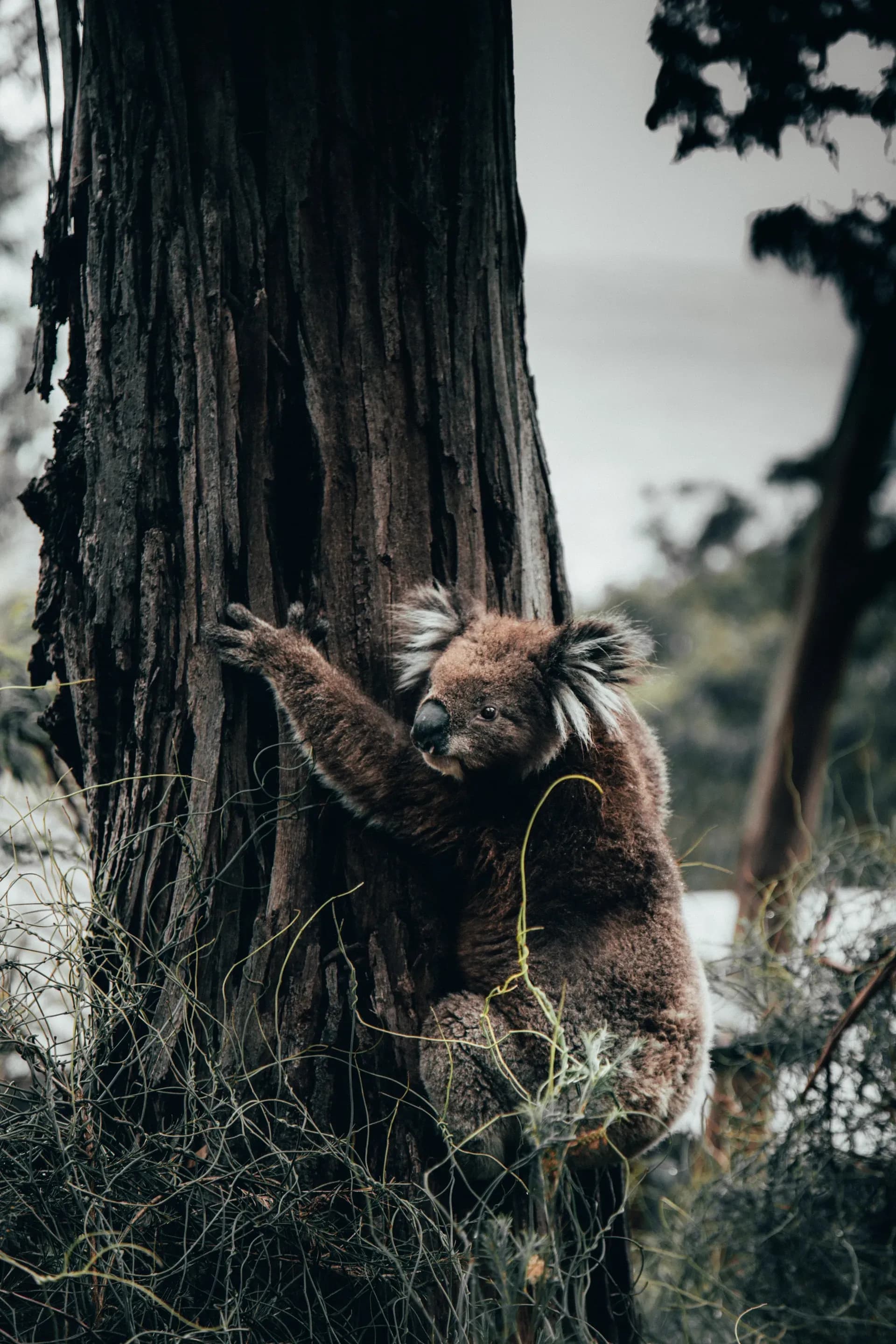 Koalas Kennet River, Kennet River, Koalas Great Ocean Road