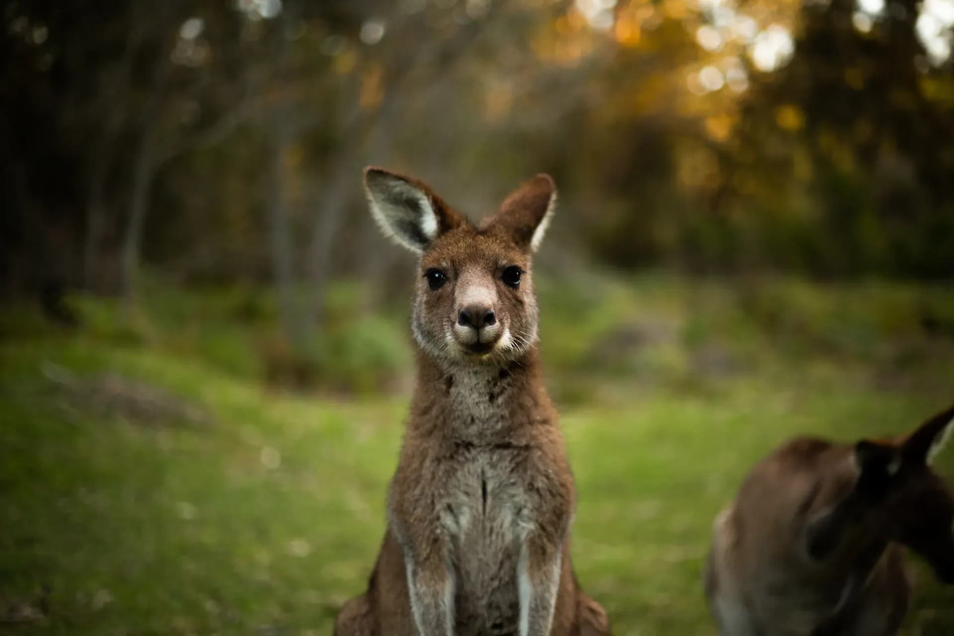 Tuross Head, Känguru Australien