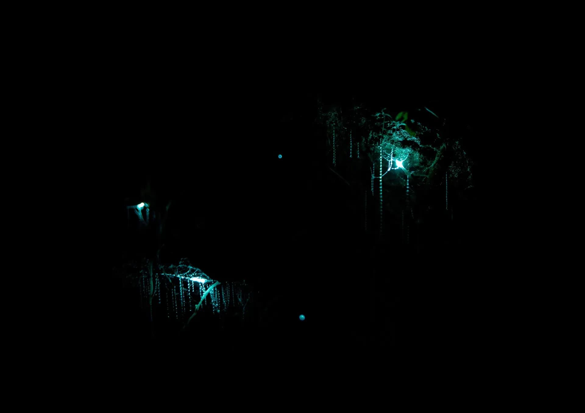 Bootsfahrt durch die Waitomo Glowworm Caves mit leuchtenden Glühwürmchen in Neuseeland.