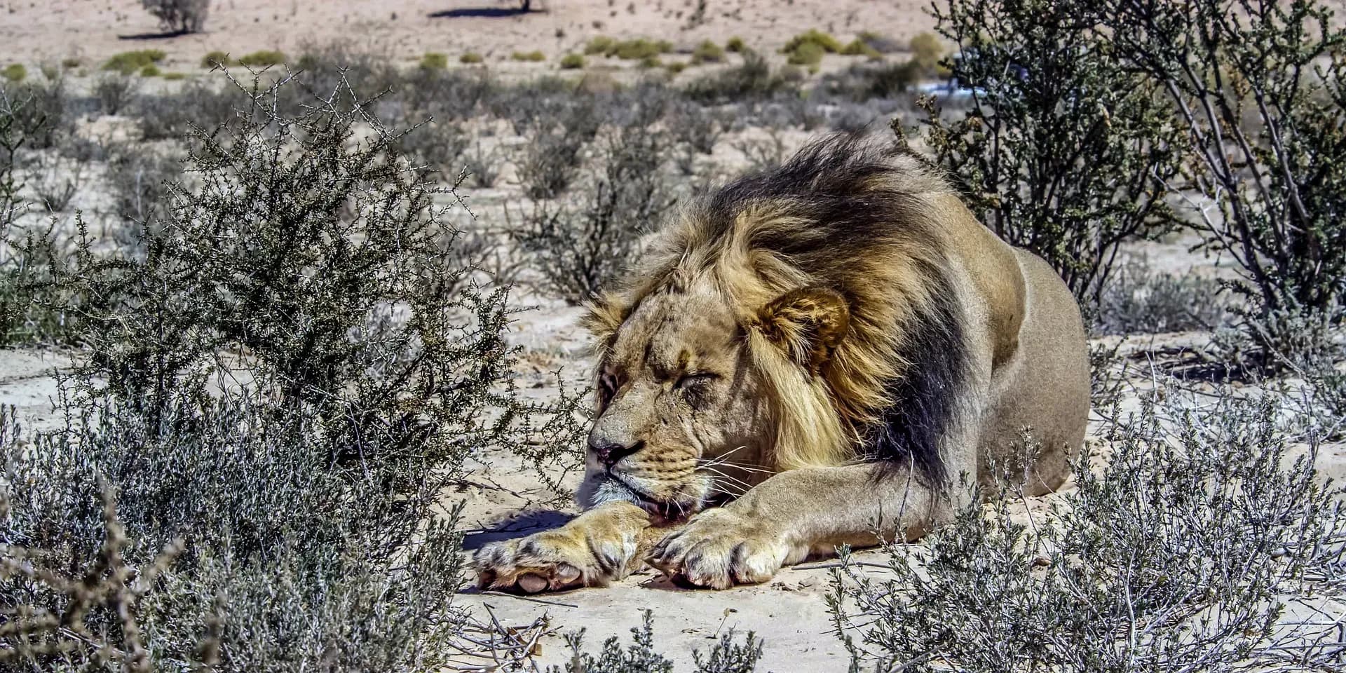 Löwen, Kalahari Wüste, Kgalagadi Trasnfrontier Nationalpark, Northern Cape