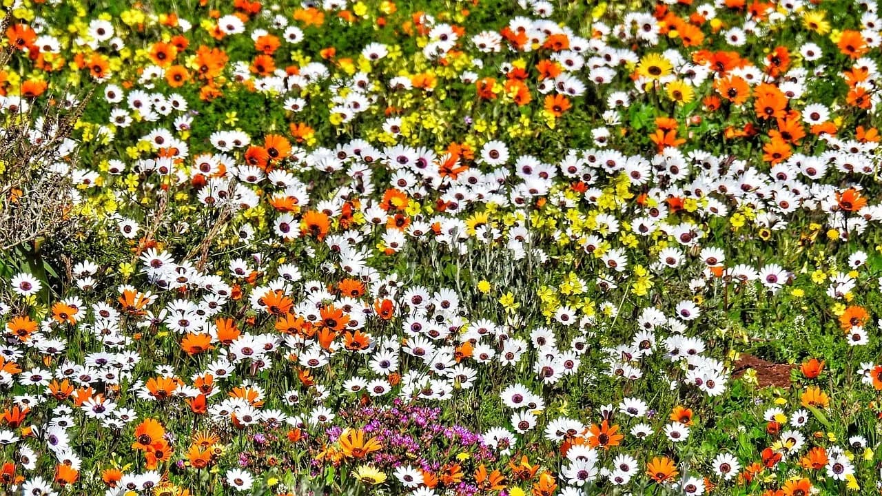 Blumenmeer, Wildblumen, Namaqualand, Northern Cape