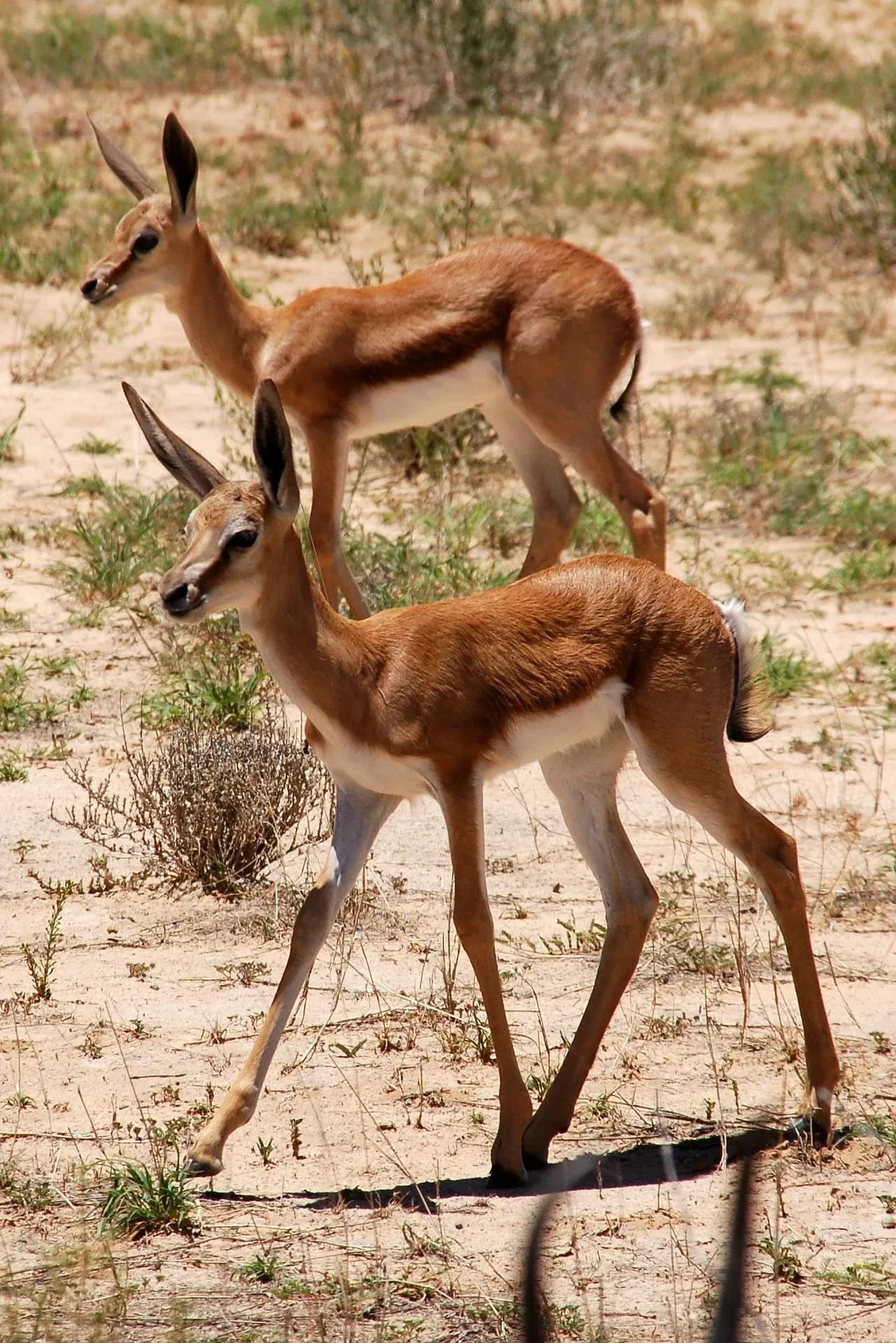 Springböcke in der Kalahari-Wüste