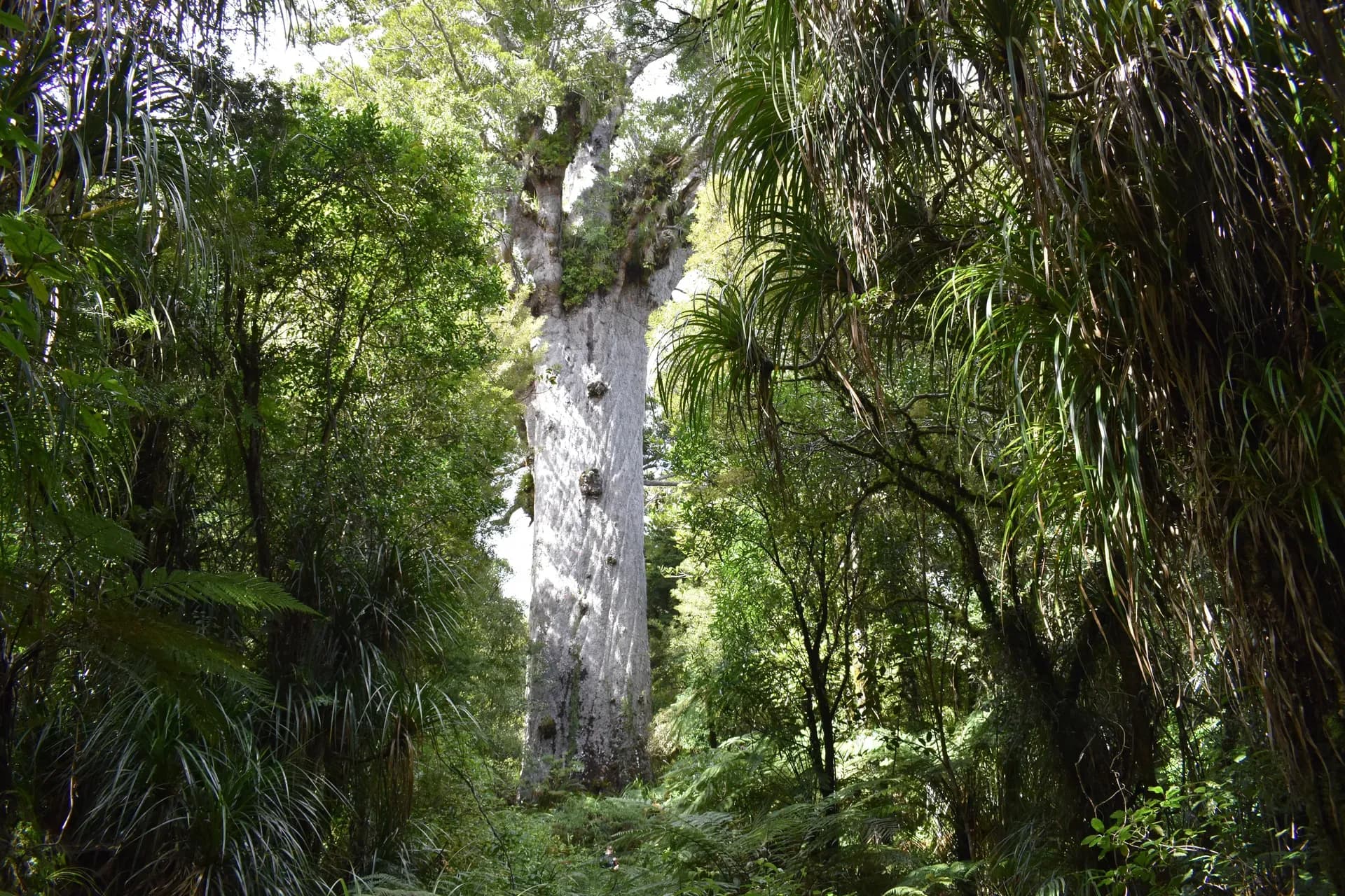 Tane Mahuta, Kauri-Baum, Kauri Forest, Waipoua Forest, Northland Neuseeland