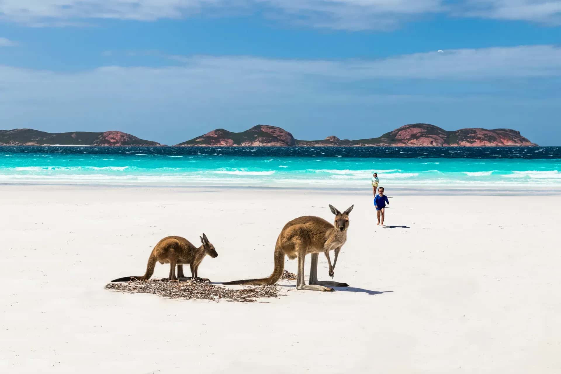 Lucky Bay, Cape Le Grand Nationalpark, Esperance, Kängurus
