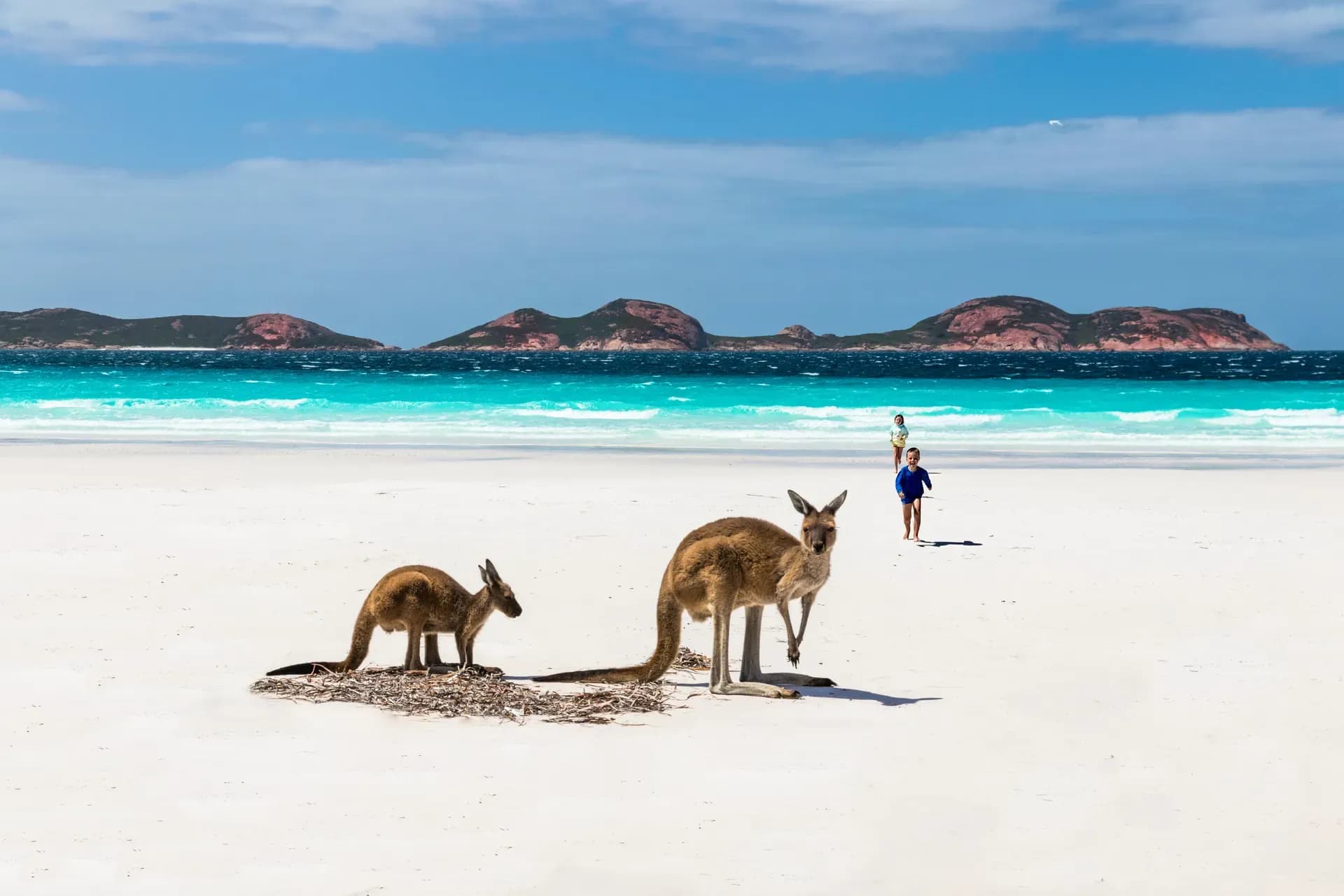 Lucky Bay, Cape Le Grand Nationalpark, Esperance, Kängurus
