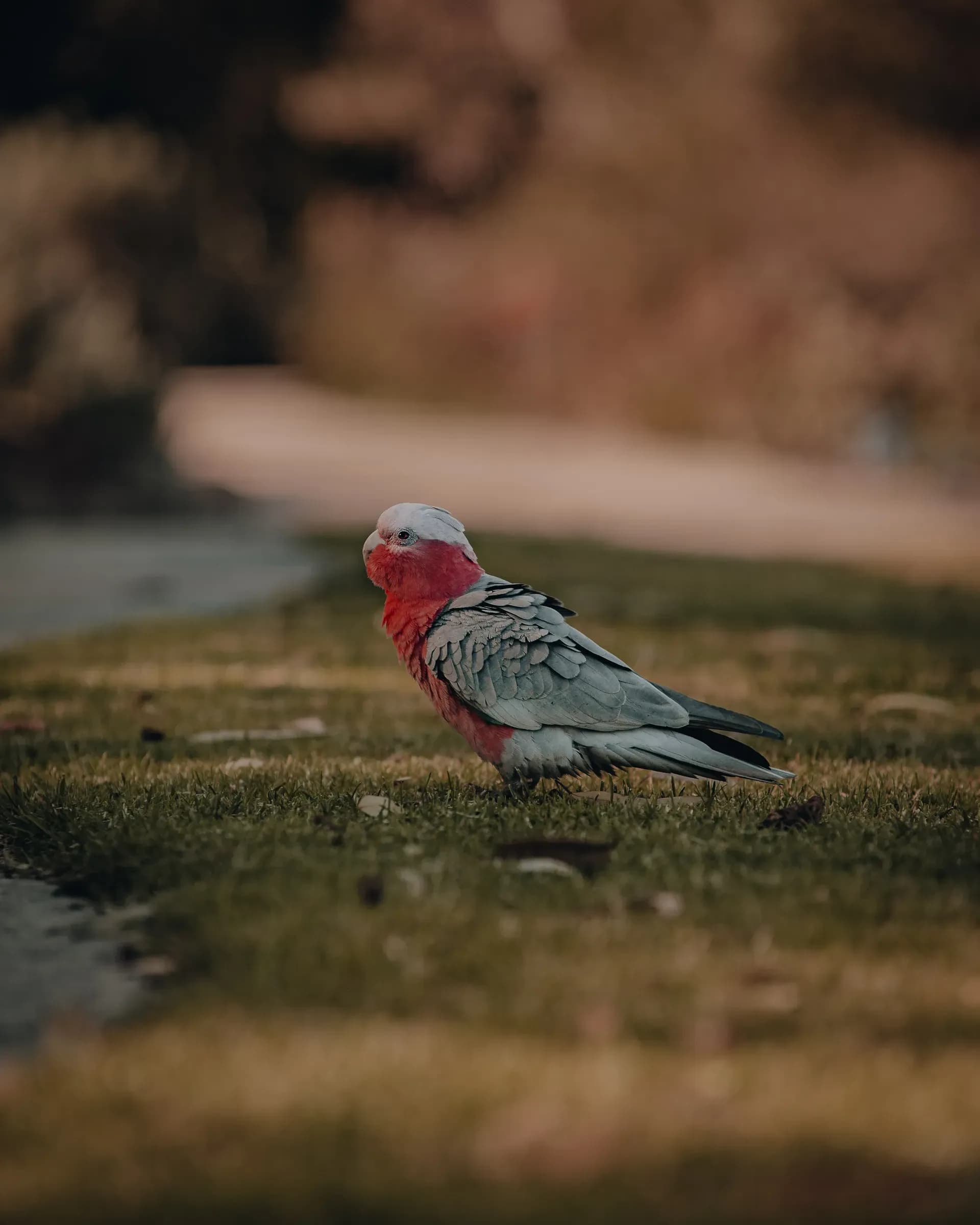 Vögel Australien, Vögel Perth, Papageien Perth