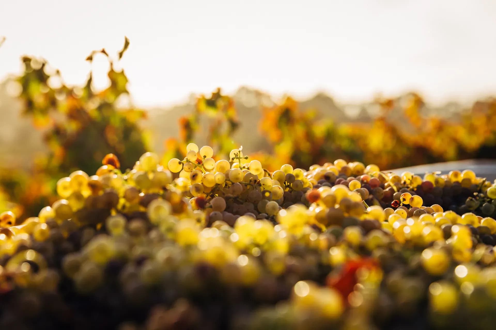 Wein Neuseeland, Weinregion Otago, Wein Queenstown, Gibbston Queenstown, Weintrauben, Reben, Sonnenuntergang