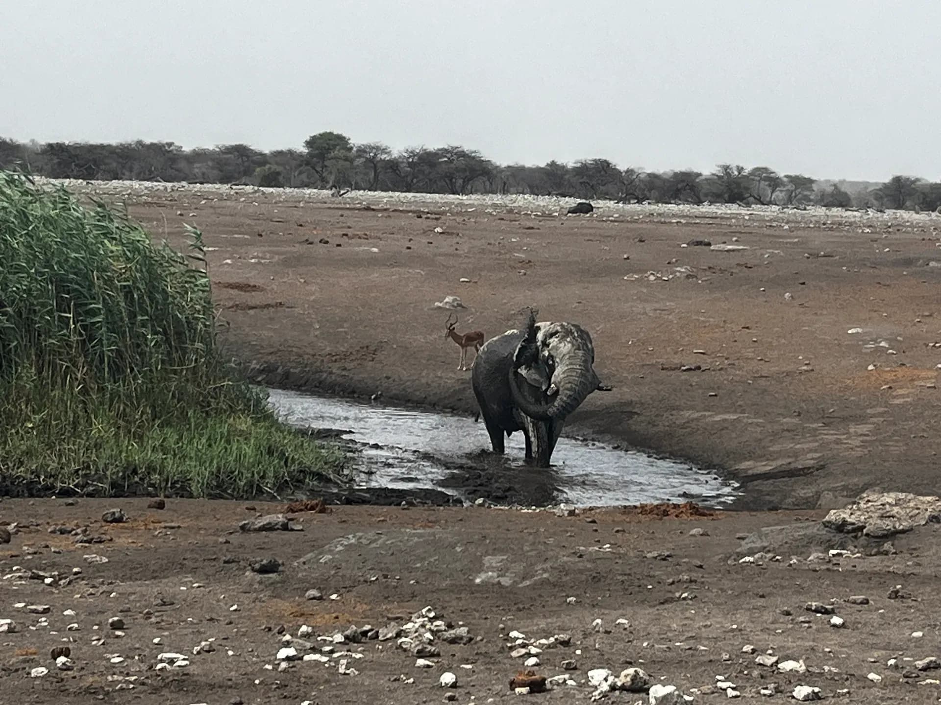 Elefant badet in Wasserloch im Etosha National Park