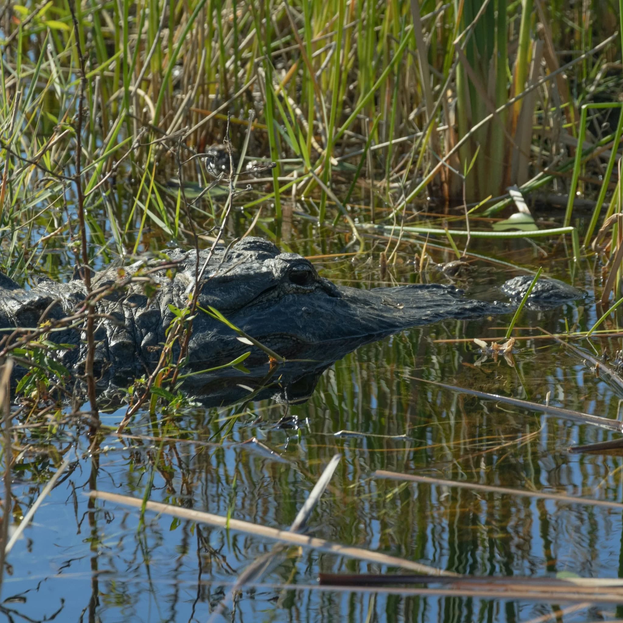 Alligator im Wasser