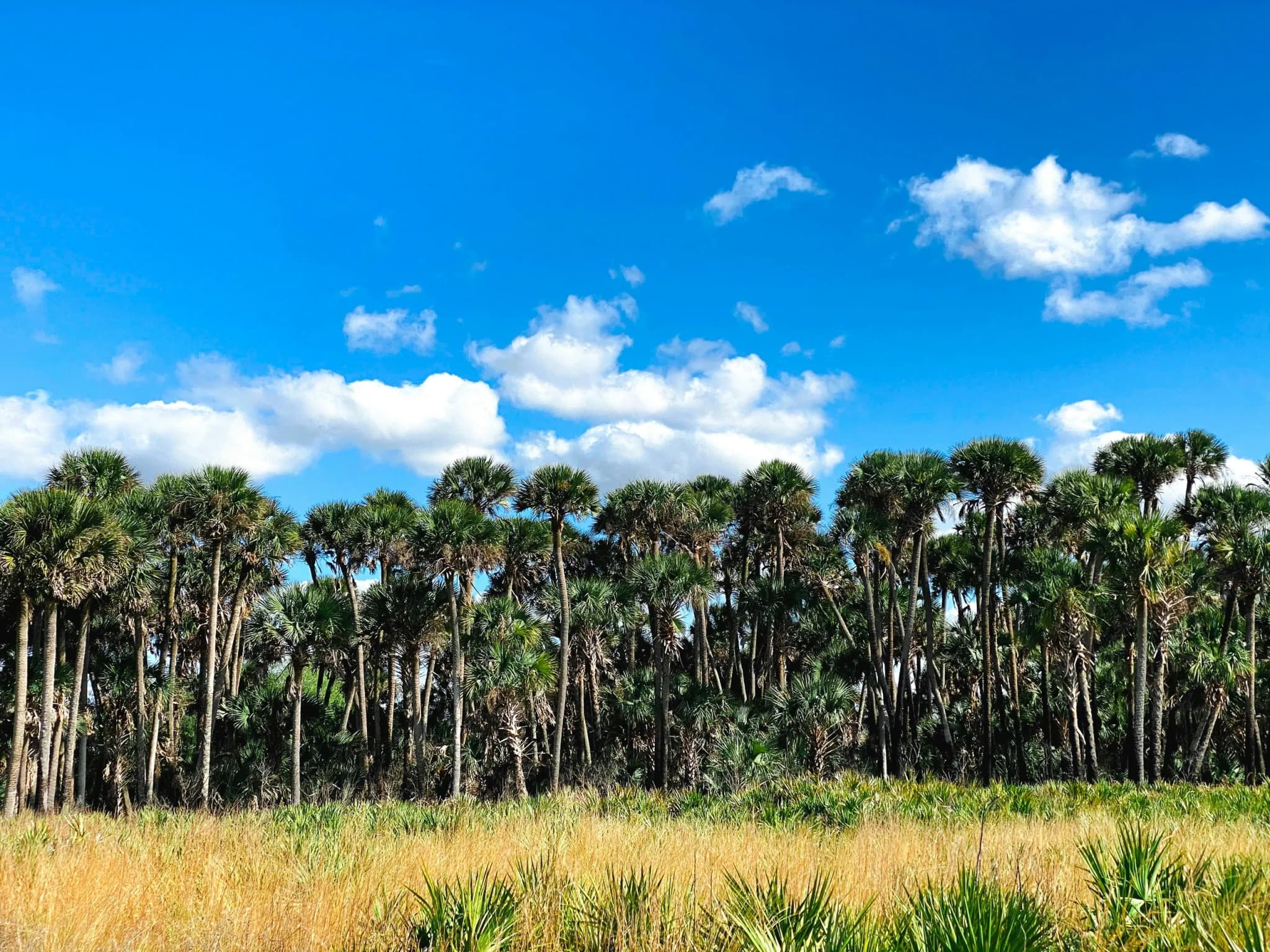 Baumreihe vor blauem Himmel im Kissimmee Prairie Preserve State Park in Florida