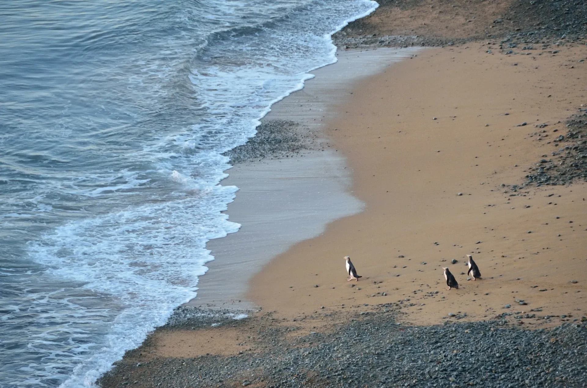 Blue Penguins, Pinguine, Oamarau Neuseeland