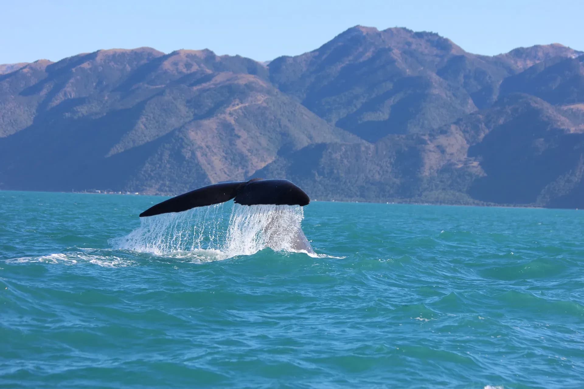 Walflosse, Kaikoura, Whalewatching, Neuseeland