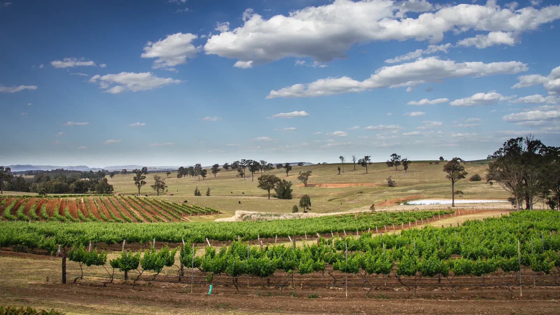 Die bekannteste Weinregion Australiens - Hunter Valley
