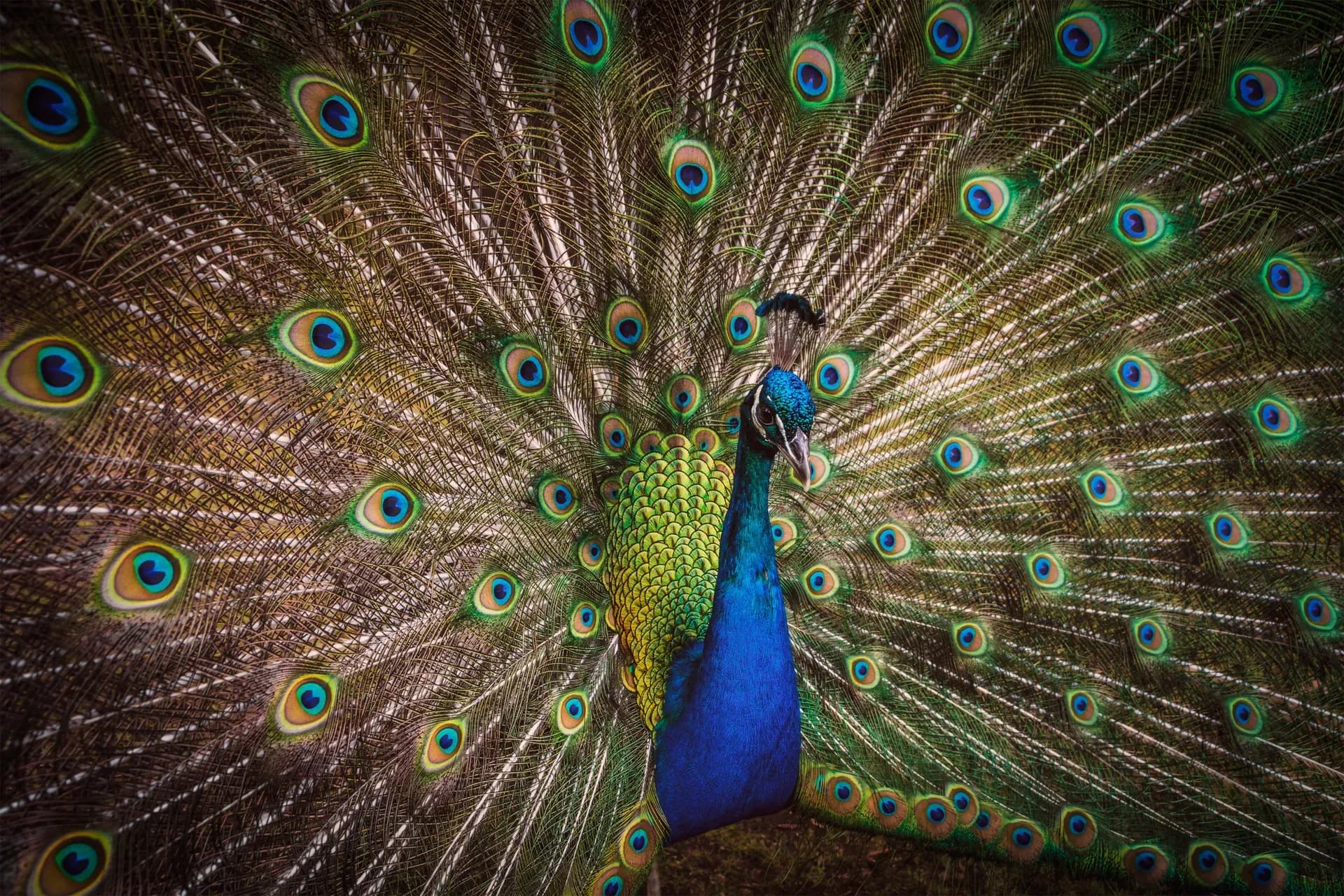 Cataract Gorge Reserve, Pfau Launceston, Launceston Tasmanien