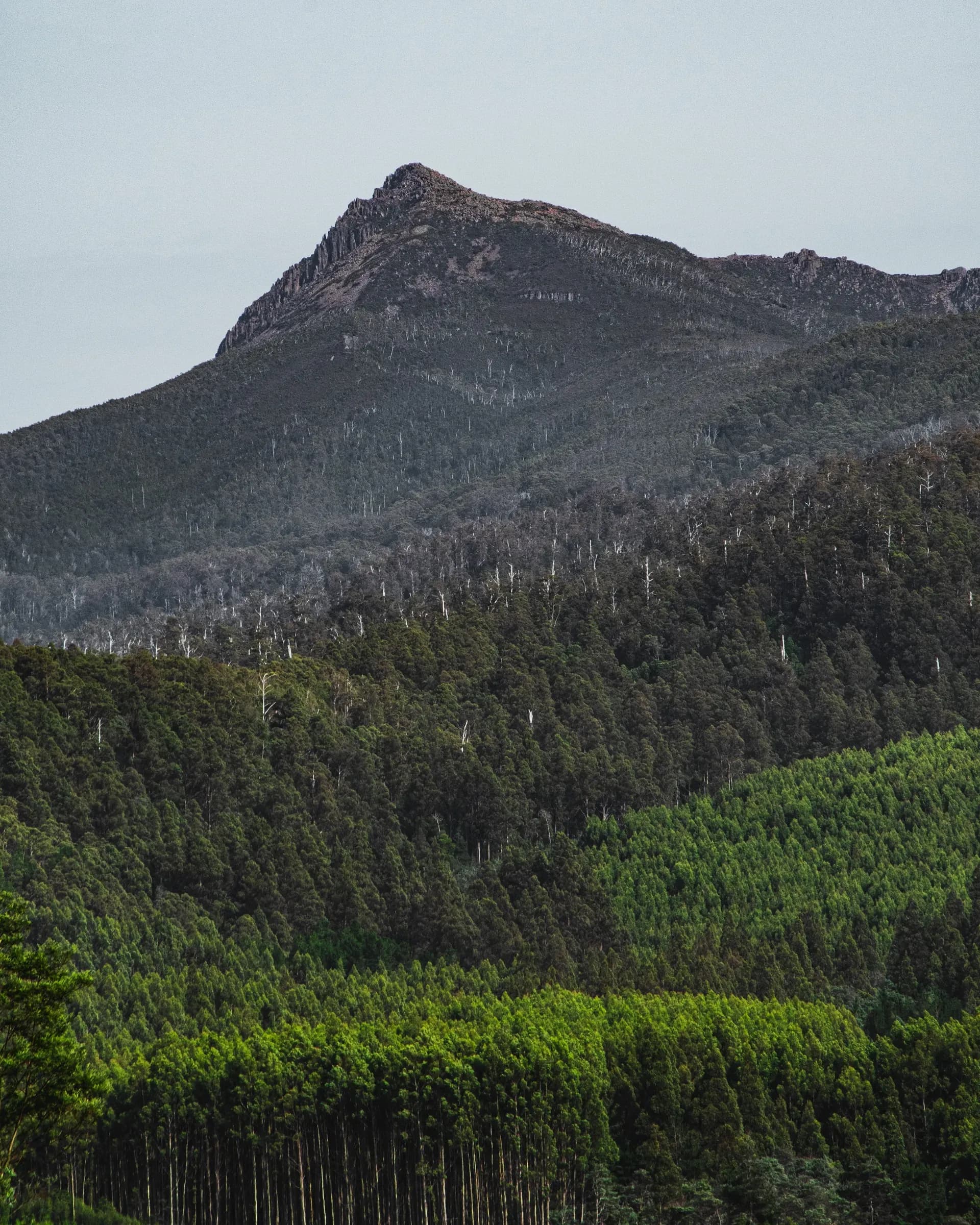 Mount Field Nationalpark, Russel Falls, Tasmanien Wasserfälle