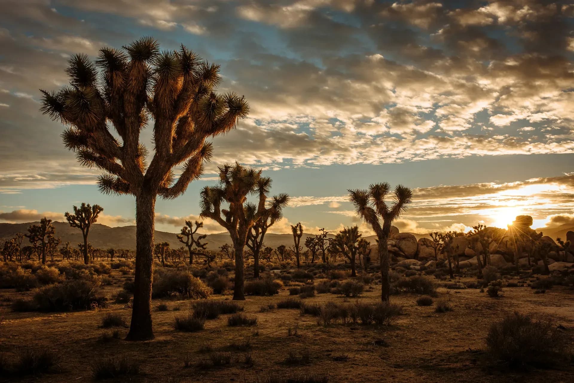 Joshua Tree Nationalpark